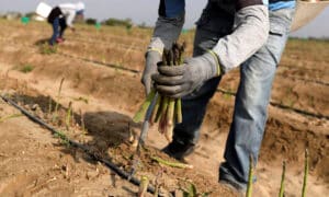 ofertas de trabajo en campañas agrícolas