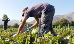 empleo peón agrícola